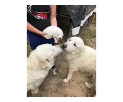 2 baby boys Purebred Great Pyrenees - 5