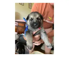 5 AKC registered German Shepard Puppies for sale