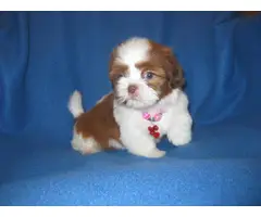 Male and female Shih Tzu puppies for sale