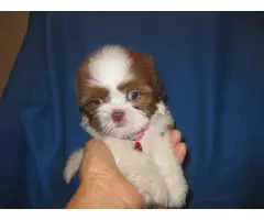 Male and female Shih Tzu puppies for sale - 2