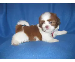 Male and female Shih Tzu puppies for sale - 3