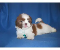 Male and female Shih Tzu puppies for sale - 4