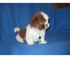 Male and female Shih Tzu puppies for sale - 5