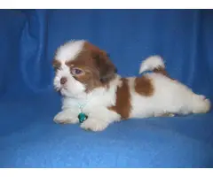 Male and female Shih Tzu puppies for sale - 6