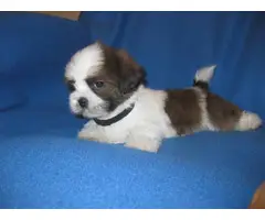 Male and female Shih Tzu puppies for sale - 7