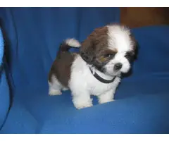 Male and female Shih Tzu puppies for sale - 8
