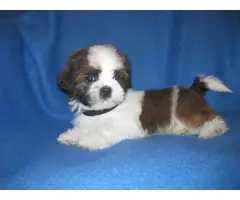 Male and female Shih Tzu puppies for sale - 9