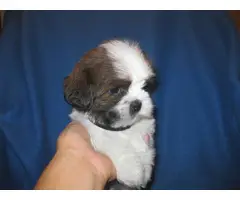Male and female Shih Tzu puppies for sale - 10