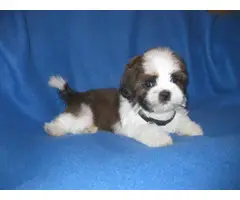 Male and female Shih Tzu puppies for sale - 11