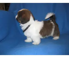 Male and female Shih Tzu puppies for sale - 12