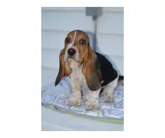 5 Basset hounds puppies for sale