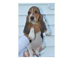 5 Basset hounds puppies for sale - 2