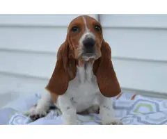 5 Basset hounds puppies for sale - 3