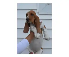 5 Basset hounds puppies for sale - 4