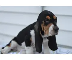 5 Basset hounds puppies for sale - 5