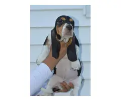 5 Basset hounds puppies for sale - 6