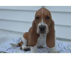 5 Basset hounds puppies for sale - 7