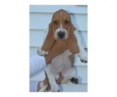 5 Basset hounds puppies for sale - 8