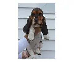 5 Basset hounds puppies for sale - 9