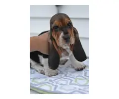 5 Basset hounds puppies for sale - 10