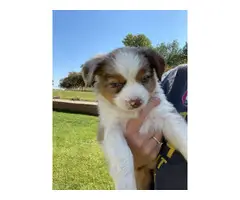 Beautiful Mini Aussie Puppies - 3