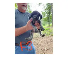Full-blooded German Shorthaired Pointer Puppies - 2