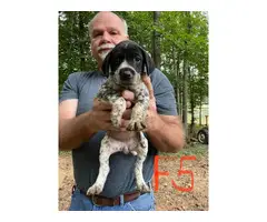 Full-blooded German Shorthaired Pointer Puppies - 3