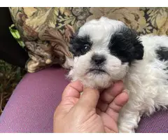 10 weeks old shih tzu puppies for sale - 1