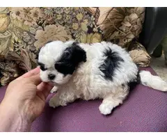 10 weeks old shih tzu puppies for sale - 2