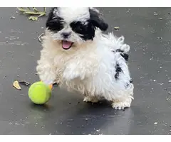 10 weeks old shih tzu puppies for sale - 3