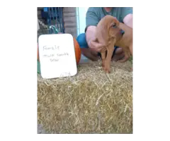 Redbone Coonhound puppies $500 - 5