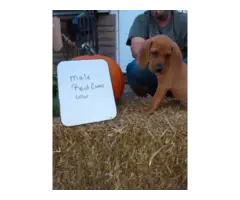 Redbone Coonhound puppies $500 - 6