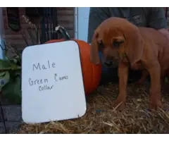 Redbone Coonhound puppies $500 - 7