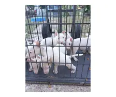 Bull terrier puppies for sale