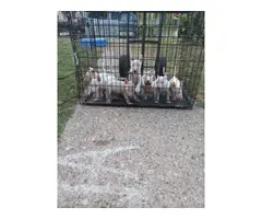 Bull terrier puppies for sale - 2