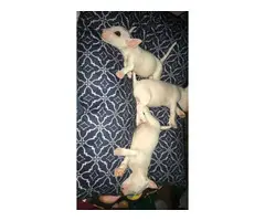 Bull terrier puppies for sale - 3