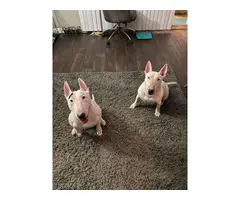 Bull terrier puppies for sale - 5