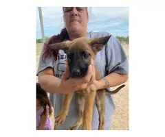 5 German Shepherd puppies for sale - 3