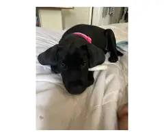 9 weeks old Lab puppy looking for a home - 2