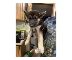 2 Shepsky puppies for adoption