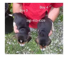 6 purebred beagle puppies for sale - 2