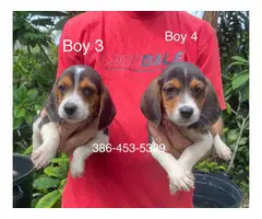 6 purebred beagle puppies for sale - 3