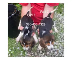 6 purebred beagle puppies for sale - 4