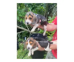 6 purebred beagle puppies for sale - 5