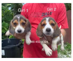 6 purebred beagle puppies for sale - 6