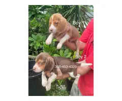 6 purebred beagle puppies for sale - 8