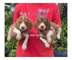 6 purebred beagle puppies for sale - 9
