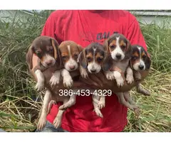6 purebred beagle puppies for sale - 10