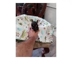 Tiny Teacup Chihuahua Puppies for Sale - 3