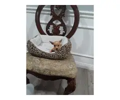Tiny Teacup Chihuahua Puppies for Sale - 7